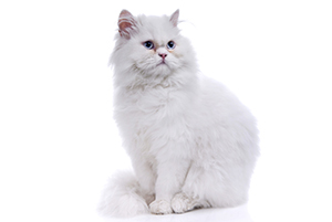ペルシャ猫の画像
