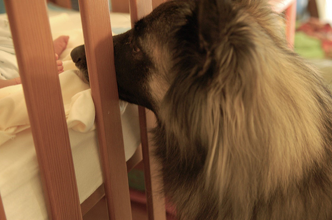 子供と犬がともにハッピーに暮らすために 家庭犬しつけインストラクターからのアドバイス 東京都動物愛護相談センター ワンニャンとうきょう